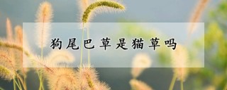 狗尾巴草是猫草吗,第1图