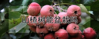 山楂树能盆栽吗,第1图