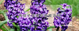 风信子花谢后还能活吗,第1图