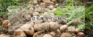 土豆不催芽可以种吗,第1图