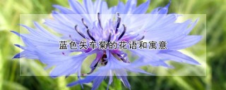 蓝色矢车菊的花语和寓意,第1图