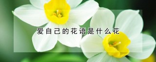 爱自己的花语是什么花,第1图