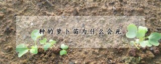 种的萝卜苗为什么会死,第1图