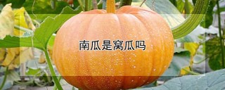 南瓜是窝瓜吗,第1图