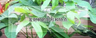 发财树的外形和特点,第1图