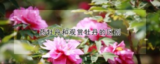 药牡丹和观赏牡丹的区别,第1图