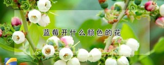 蓝莓开什么颜色的花,第1图