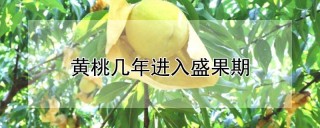 黄桃几年进入盛果期,第1图