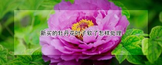 新买的牡丹花叶子软了怎样处理,第1图