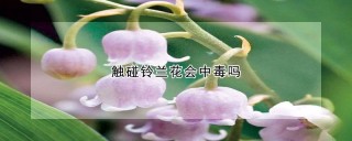 触碰铃兰花会中毒吗,第1图