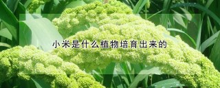 小米是什么植物培育出来的,第1图