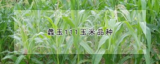 蠡玉111玉米品种,第1图