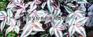 漂亮又好养的垂吊类花卉,第1图