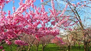 桃花的花语,第1图