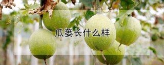 瓜蒌长什么样,第1图