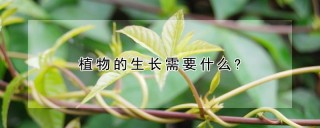 植物的生长需要什么?,第1图