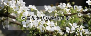 喷雪花和绣线菊的区别,第1图