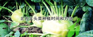 北方大头菜种植时间和方法,第1图