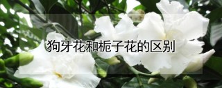 狗牙花和栀子花的区别,第1图