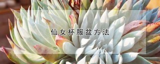 仙女杯服盆方法,第1图