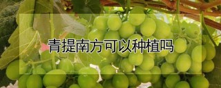 青提南方可以种植吗,第1图