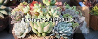 冬季多肉什么时候搬进屋里,第1图