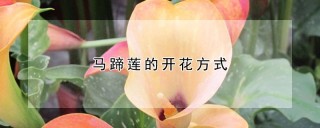 马蹄莲的开花方式,第1图