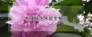 木槿枝泡水能生根吗,第1图