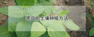 黑豆的土壤种植方法,第1图