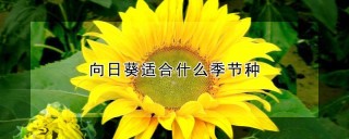 向日葵适合什么季节种,第1图