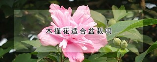 木槿花适合盆栽吗,第1图