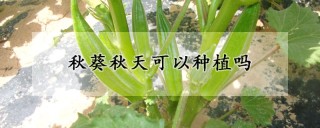 秋葵秋天可以种植吗,第1图