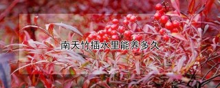 南天竹插水里能养多久,第1图