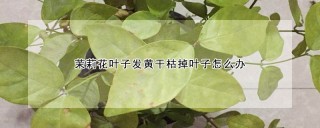 茉莉花叶子发黄干枯掉叶子怎么办,第1图