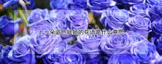 十一朵蓝色妖姬的花语是什么意思,第1图