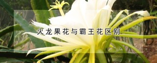 火龙果花与霸王花区别,第1图