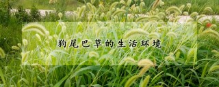 狗尾巴草的生活环境,第1图