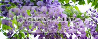 长穗紫藤适合东北生长吗,第1图