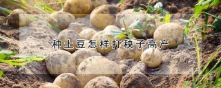 种土豆怎样打秧子高产,第1图