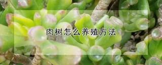 肉树怎么养殖方法,第1图