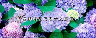 送绣球花代表什么意思,第1图