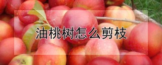 油桃树怎么剪枝,第1图