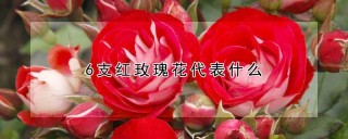 6支红玫瑰花代表什么,第1图