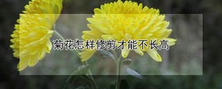 菊花怎样修剪才能不长高,第1图