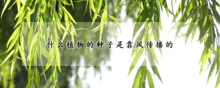 什么植物的种子是靠风传播的,第1图