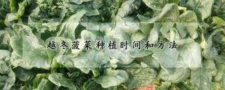 越冬菠菜种植时间和方法,第1图