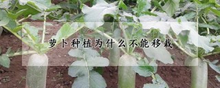 萝卜种植为什么不能移栽,第1图