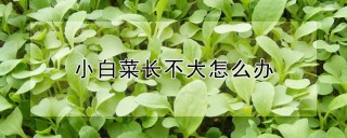 小白菜长不大怎么办,第1图