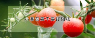 小番茄要不要打侧枝,第1图