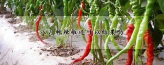 八月种辣椒还可以结果吗,第1图